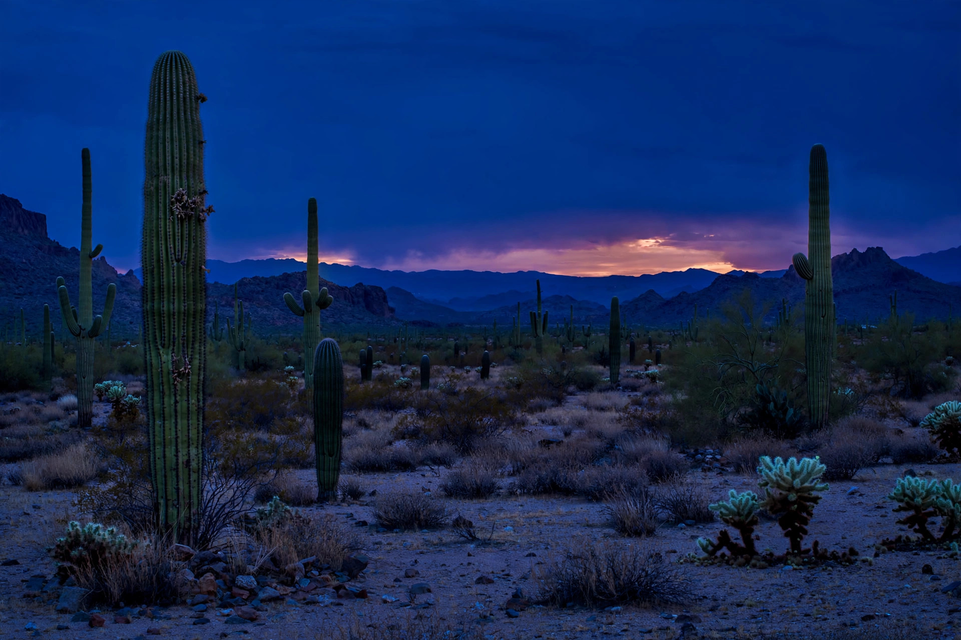 Arizona desert with saguaro cacti at golden hour — home base of Sigma Design in Phoenix, Arizona